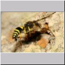 F-Ancistrocerus sp w12 beim Nestbau-Lehm wird im Rueckwaertsflug weggeschafft.jpg